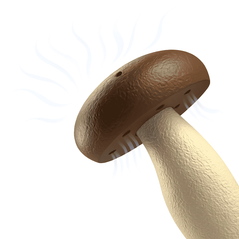 Large Scent Mushroom L for Scent Work Training | Fluo Dog