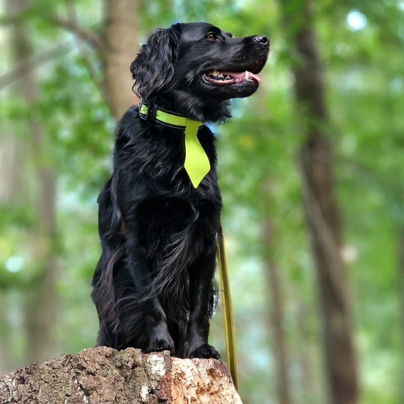 Kutsika lips - värviline ja kummist | Fluo Dog