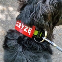 Warning attachment for collar GRYZĘ | Fluo Dog