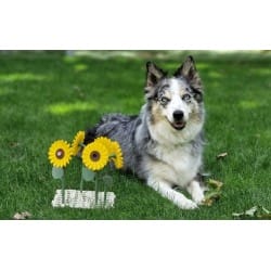 Sunflowers for nosework – set | Fluo Dog