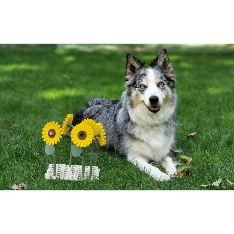 Solrosor för nosework – set | Fluo Dog