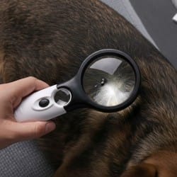 Lupa do szukania pcheł i kleszczy z podświetleniem LED (10x i 30x)