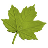 Maple Leaf - scent training leaf replica