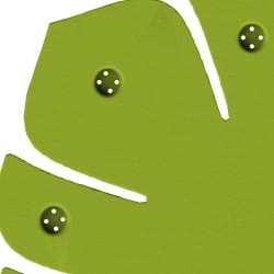 Monstera Leaf – scent hiding for advanced scent work training | Fluo Dog