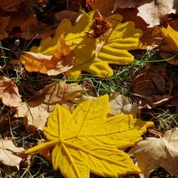 Set autunnale di foglie per il lavoro olfattivo – 5 foglie + 2 lattine Nano+ in omaggio | Fluo Dog