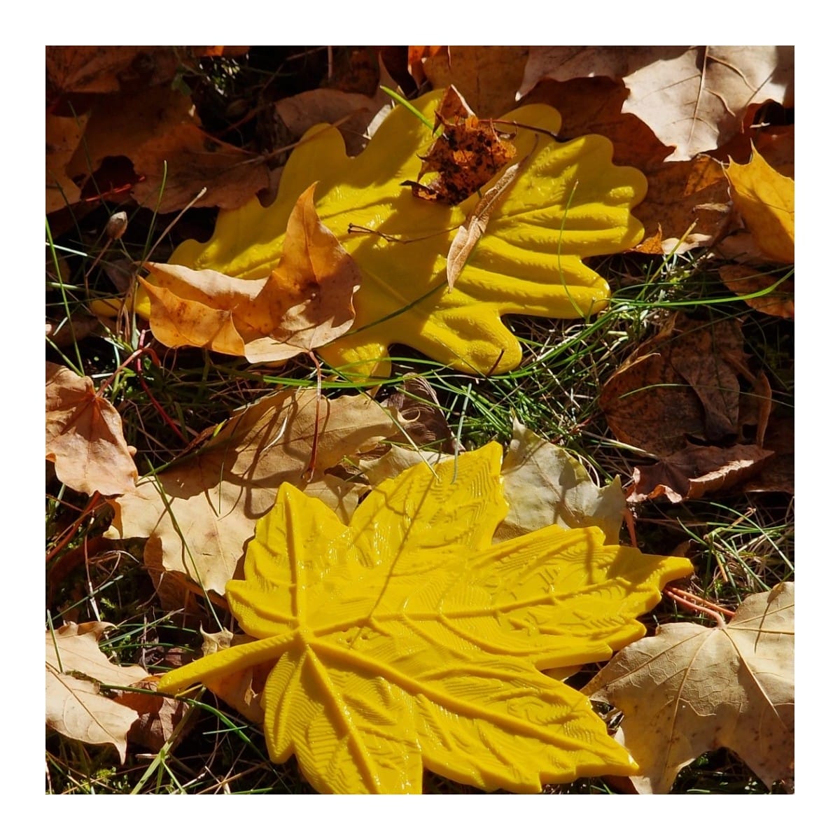 Ensemble automnal de feuilles pour le travail olfactif – 5 feuilles + 2 boîtes Nano+ gratuites | Fluo Dog