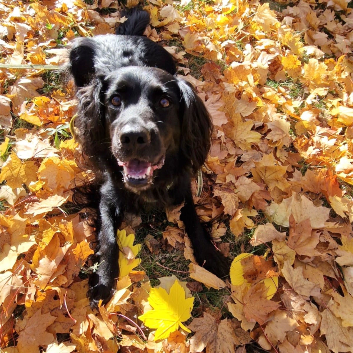 Set autunnale di foglie per il lavoro olfattivo – 5 foglie + 2 lattine Nano+ in omaggio | Fluo Dog
