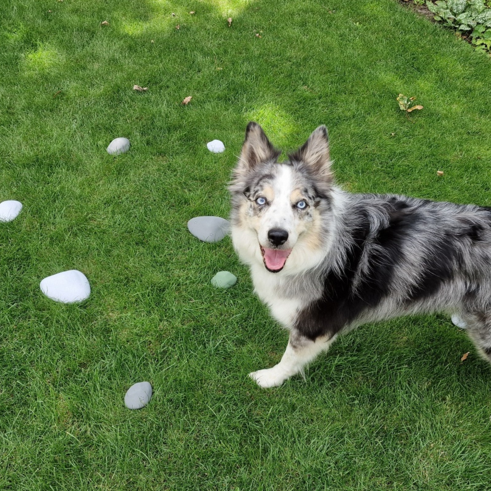 Customer Review Image