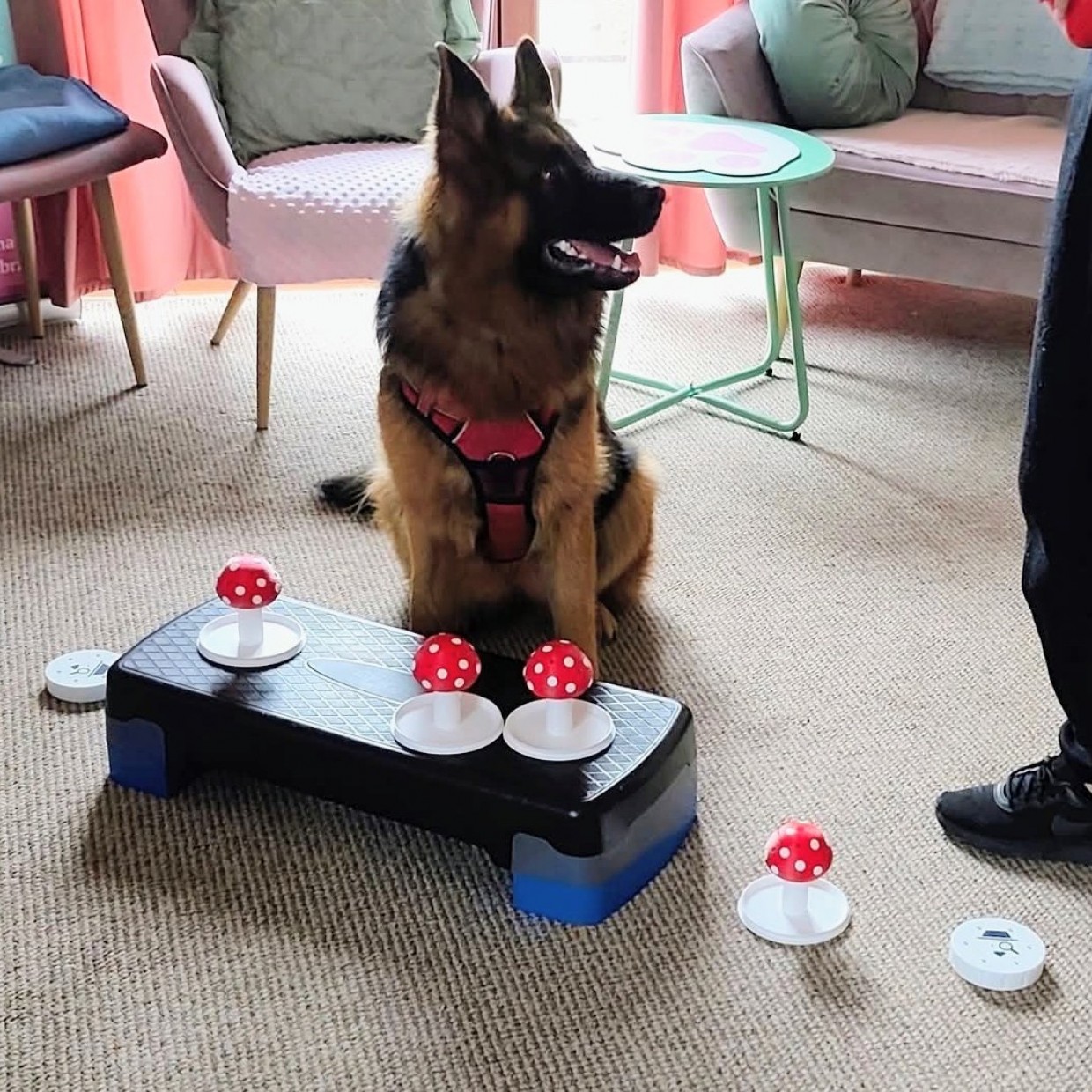 Customer Review Image