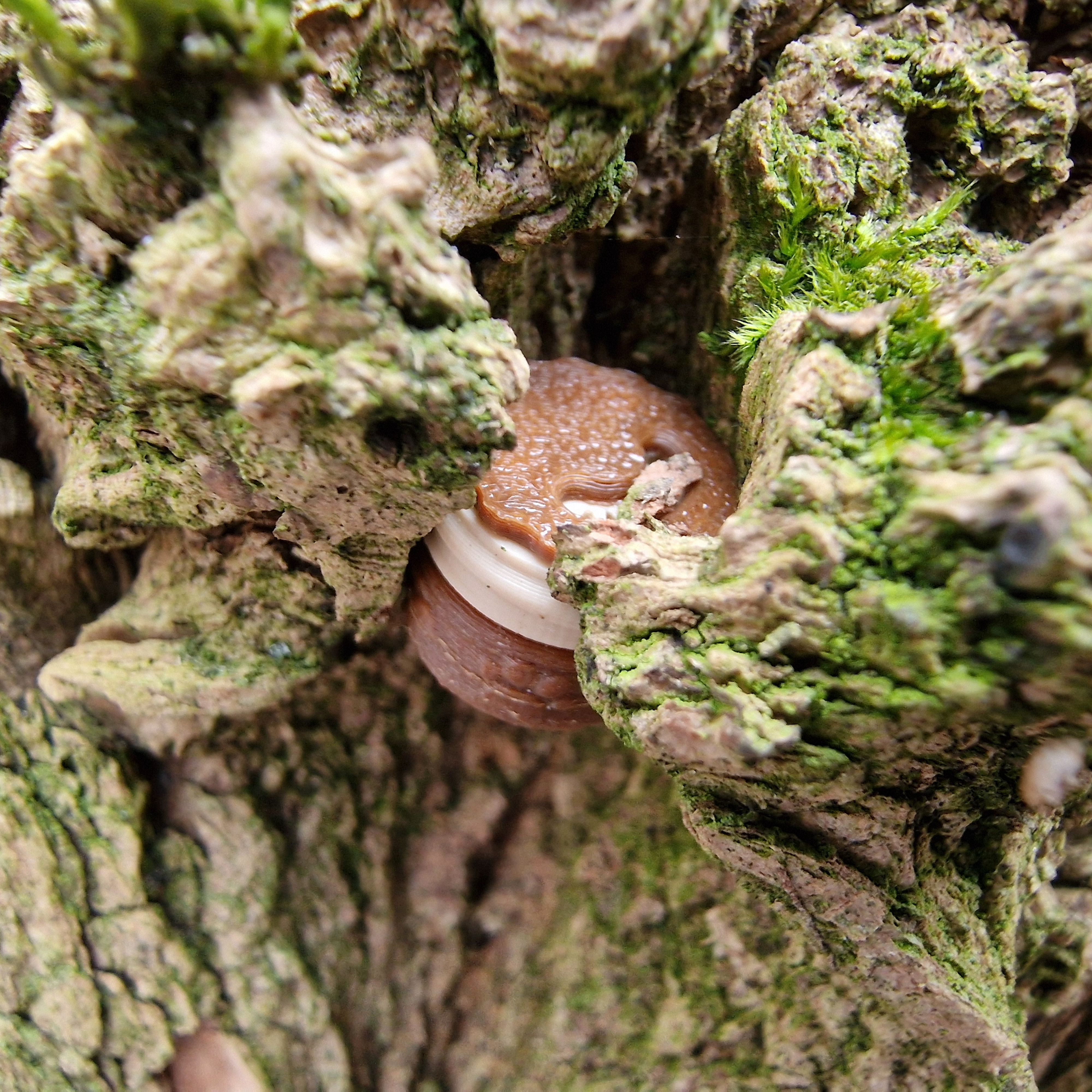 Customer Review Image