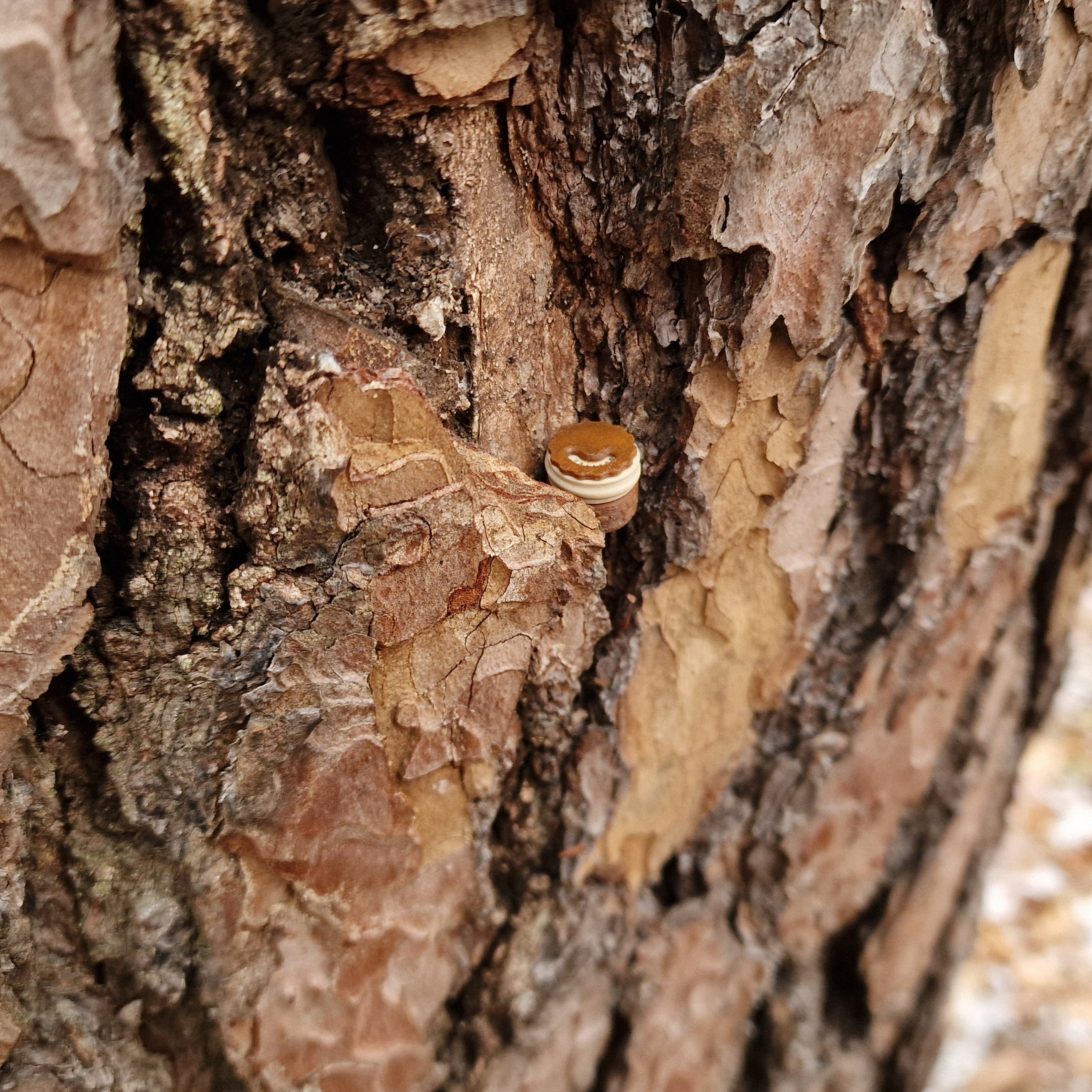 Customer Review Image