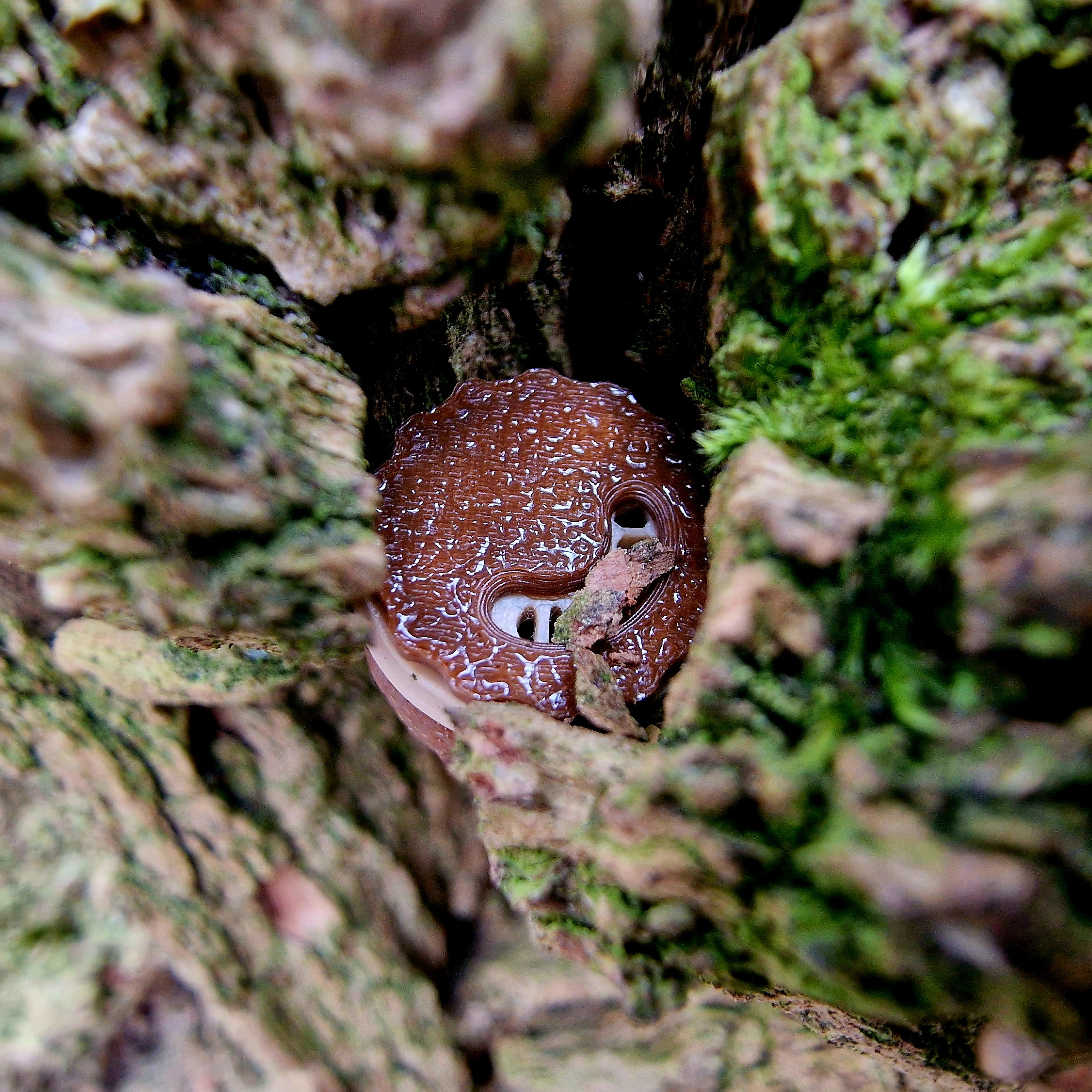 Customer Review Image