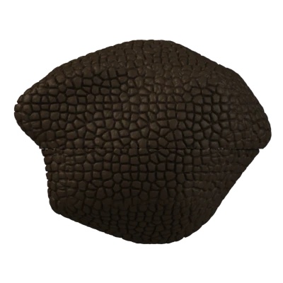 trufla-nosework-scentwork-for-dogs.webp