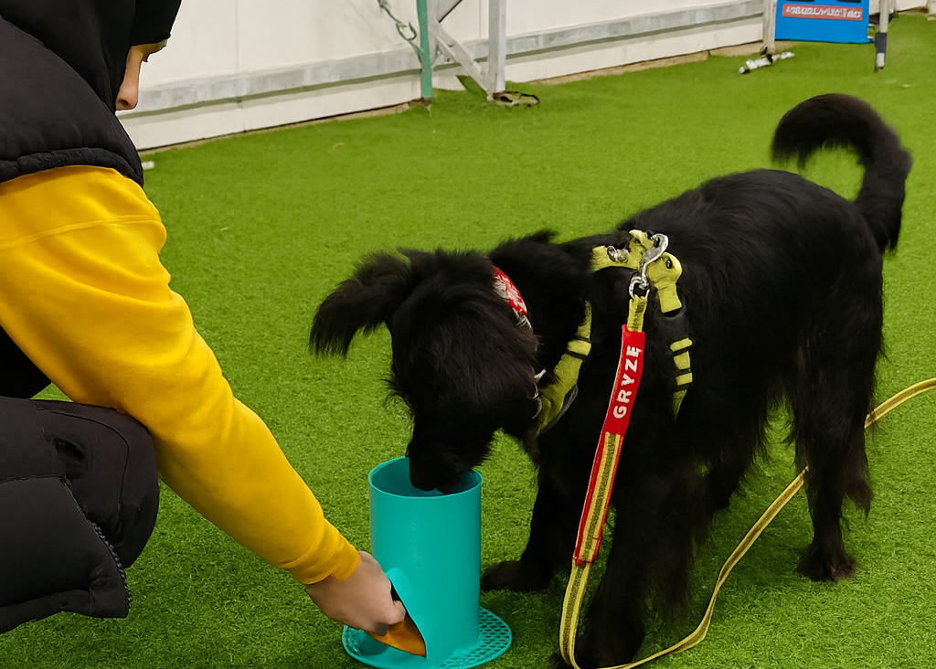 Karpeteam - szkolimy, nie tresujemy — zajęcia na produktach Fluo Dog