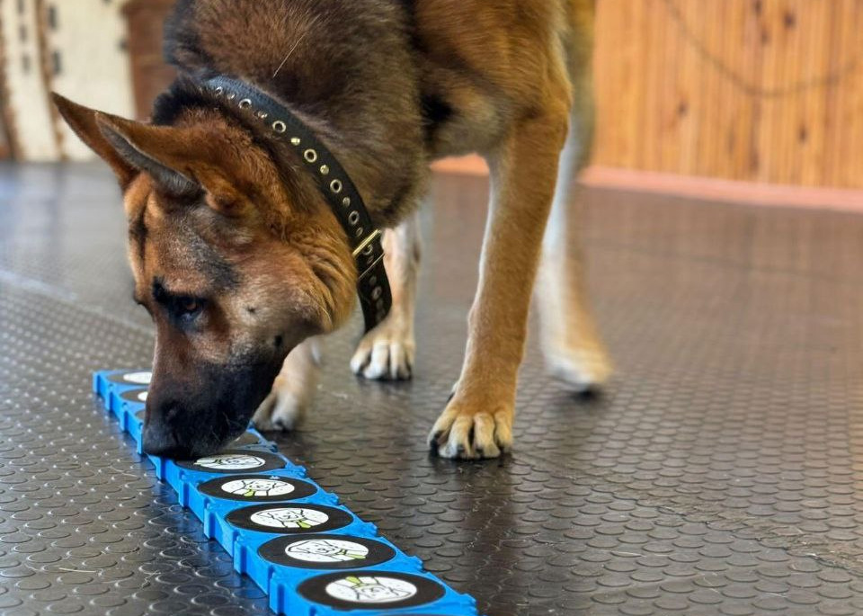 Koertekool BEST — zajęcia na produktach Fluo Dog