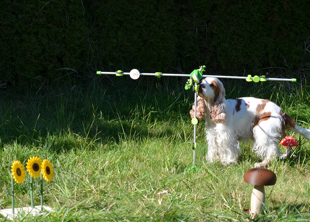 Psie Gniazdko — zajęcia na produktach Fluo Dog