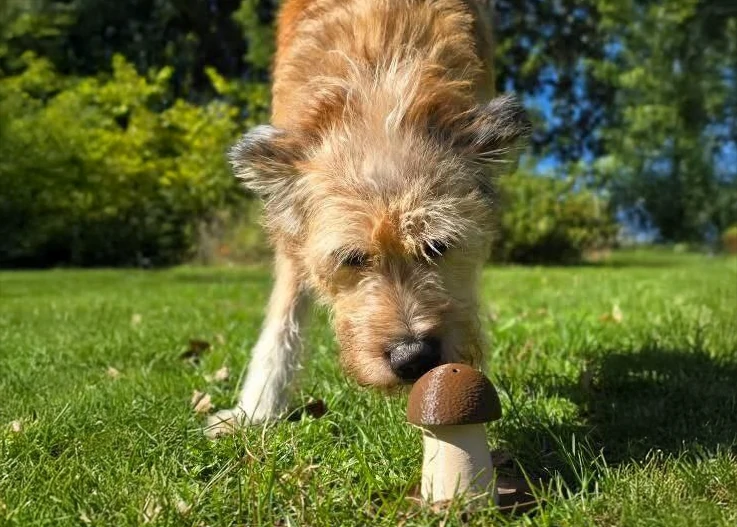 Zamerdana szkoła dla psów w Lublinie — zajęcia na produktach Fluo Dog